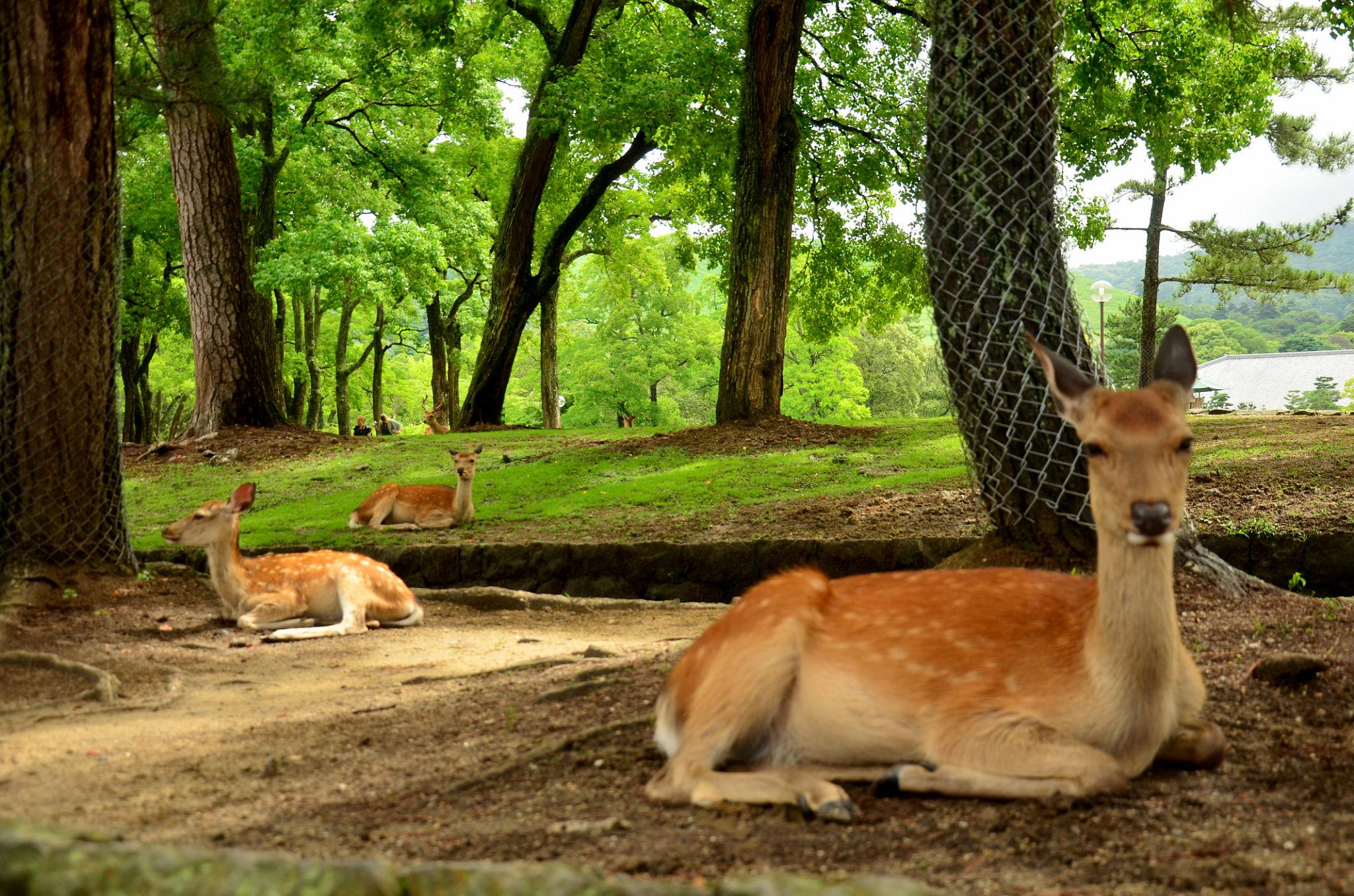 Nara Day Trip Guide 2026: The Smart Way to See the Deer, Todai-ji, and Old Nara